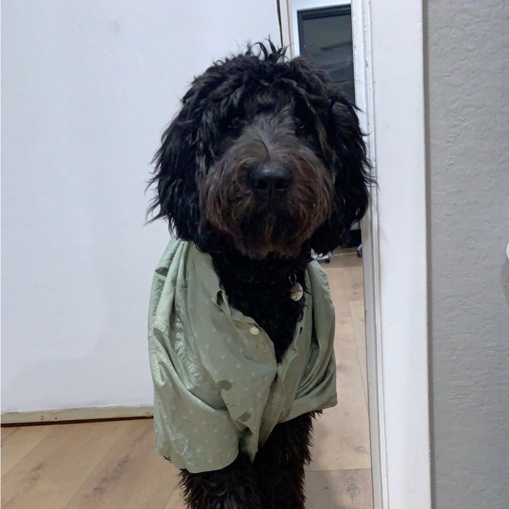 Meet your Posher, Adam